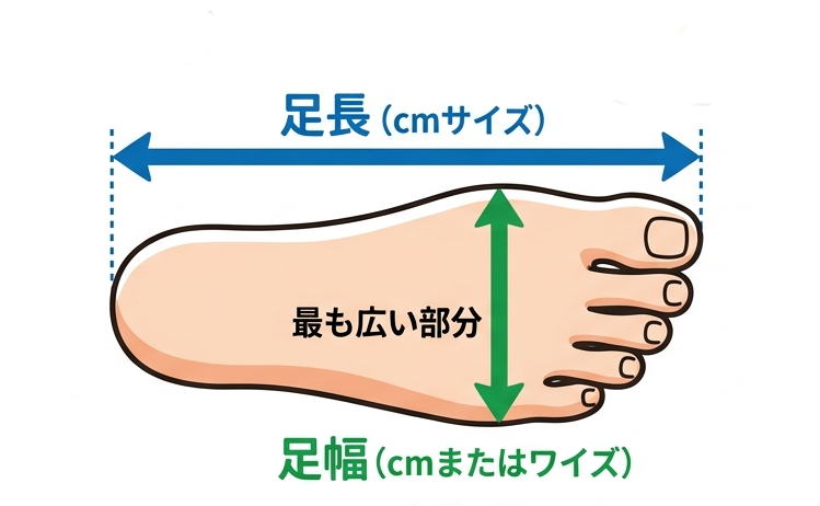足囲・甲の高さに合ったワイズの靴を選ぶ